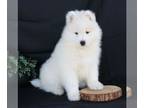 Samoyed PUPPY FOR SALE ADN-783275 - AKC Samoyed