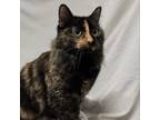 Adopt April a Domestic Medium Hair