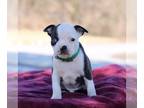 Boston Terrier PUPPY FOR SALE ADN-783279 - APRI Boston Terrier