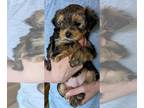 Morkie PUPPY FOR SALE ADN-783284 - Female Morkie