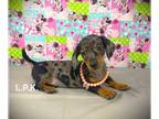 Dachshund PUPPY FOR SALE ADN-783285 - Mini dachshund
