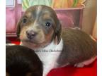 Dachshund PUPPY FOR SALE ADN-783290 - Dottie blue and cream piebald LH f