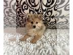 Pomeranian PUPPY FOR SALE ADN-783293 - Boy Pomeranian puppy