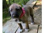 Irish Wolfhound PUPPY FOR SALE ADN-783294 - Irish Wolfhounds puppies from New