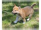 Shiba Inu PUPPY FOR SALE ADN-783299 - Shiba Inu