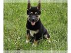 Shiba Inu PUPPY FOR SALE ADN-783300 - Shiba Inu puppy for sale
