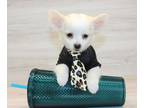 Chihuahua PUPPY FOR SALE ADN-783302 - White Chihuahua Puppy For Sale