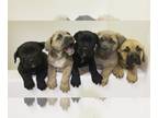 Cane Corso PUPPY FOR SALE ADN-783303 - Cane Corso AKC ICCF Registered 707 Santa