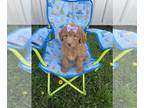 Goldendoodle (Miniature) PUPPY FOR SALE ADN-783304 - Mini Doodle Female