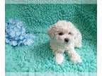 Zuchon PUPPY FOR SALE ADN-783308 - Precious Shichon Female