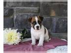 Jack Russell Terrier PUPPY FOR SALE ADN-783311 - Jack Russell Terrier For Sale
