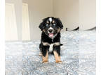 Miniature Australian Shepherd PUPPY FOR SALE ADN-783315 - ASDR Blue Eyed Black