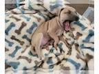 Italian Greyhound PUPPY FOR SALE ADN-783316 - Italian greyhound puppy 9 weeks