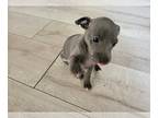 Italian Greyhound PUPPY FOR SALE ADN-783316 - Very cute 3 Italian greyhound