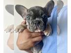 French Bulldog PUPPY FOR SALE ADN-783317 - Handsome French bulldog Leo