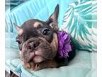 French Bulldog PUPPY FOR SALE ADN-783319 - Beautiful French bulldog Beauty