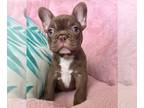 French Bulldog PUPPY FOR SALE ADN-783322 - Beautiful French bulldog Roja