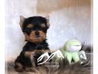 Yorkshire Terrier PUPPY FOR SALE ADN-783326 - Ultra teacup