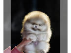 Pomeranian PUPPY FOR SALE ADN-783332 - QTee