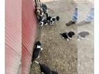 Beagle PUPPY FOR SALE ADN-783338 - Purebred Beagle Puppies