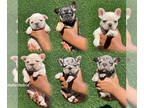French Bulldog PUPPY FOR SALE ADN-783339 - French Bulldogs looking for their new