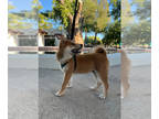 Shiba Inu PUPPY FOR SALE ADN-783340 - Shiba Inu Puppy