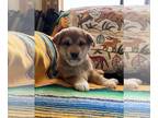 Shiba Inu PUPPY FOR SALE ADN-783340 - Shiba Inu Puppy