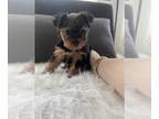 Yorkshire Terrier PUPPY FOR SALE ADN-783346 - Traditional Yorkie Male looking