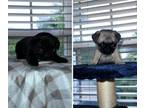 Pug PUPPY FOR SALE ADN-783347 - Sweet baby girl Pug black and silverback fawn