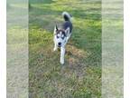 Siberian Husky PUPPY FOR SALE ADN-783348 - AKC Black and White Female Siberian