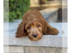 Goldendoodle PUPPY FOR SALE ADN-783352 - Irish Goldendoodle with 3 year health