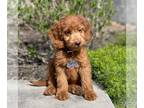 Goldendoodle PUPPY FOR SALE ADN-783358 - Irish Goldendoodle with 3 year health