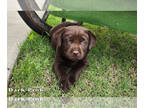 Labrador Retriever PUPPY FOR SALE ADN-783381 - AKC Chocolate Labrador Retriever