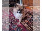 Pomeranian PUPPY FOR SALE ADN-783383 - Sissy