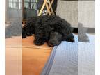 Poodle (Standard) PUPPY FOR SALE ADN-783388 - Standard poodle puppies