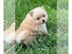 Pomeranian PUPPY FOR SALE ADN-783389 - Taffy