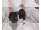Poovanese PUPPY FOR SALE ADN-783390 - cockapoo havanese puppies extra small