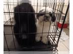 Shih Tzu PUPPY FOR SALE ADN-783391 - Shih tzu puppy