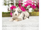 Australian Shepherd PUPPY FOR SALE ADN-783393 - Stunning Australian Shepherd