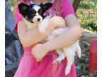 Papillon PUPPY FOR SALE ADN-783394 - Vidas Valentine litter