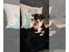 American Corgi PUPPY FOR SALE ADN-783400 - American Corgi