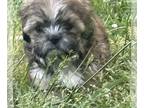 ShihPoo PUPPY FOR SALE ADN-783401 - Shihpoo puppy