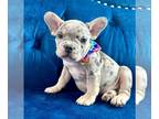 French Bulldog PUPPY FOR SALE ADN-783404 - LILAC TRI MERLE