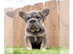 French Bulldog PUPPY FOR SALE ADN-783408 - BIG ROPE VISUAL FLUFFY