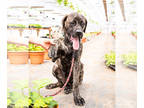 Mastiff PUPPY FOR SALE ADN-783417 - Mastiff puppy for sale Elkhart IN
