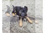 German Shepherd Dog PUPPY FOR SALE ADN-783421 - Full Blooded German Shepherd
