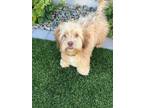 Adopt Ginger a Yorkshire Terrier, Poodle