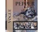 Adopt Pepper a Yorkshire Terrier, Poodle