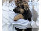 German Shepherd Dog PUPPY FOR SALE ADN-783430 - German shepherd puppy