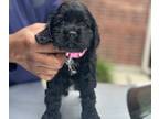 Cocker Spaniel PUPPY FOR SALE ADN-783434 - Cocker Spaniel Puppy Female